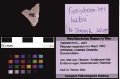 Foto (Objekt + Etiketten) von Pithonoton marginatum (von Meyer, 1842) (NHMW-GEO-1990-0041-0116)